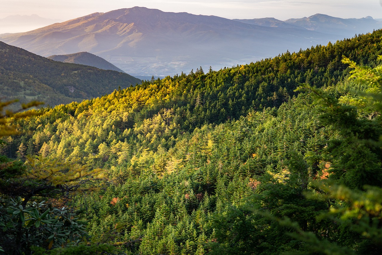 Reforestación